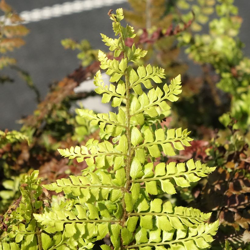 Härkylä - Polystichum makinoi (Lehvistö)