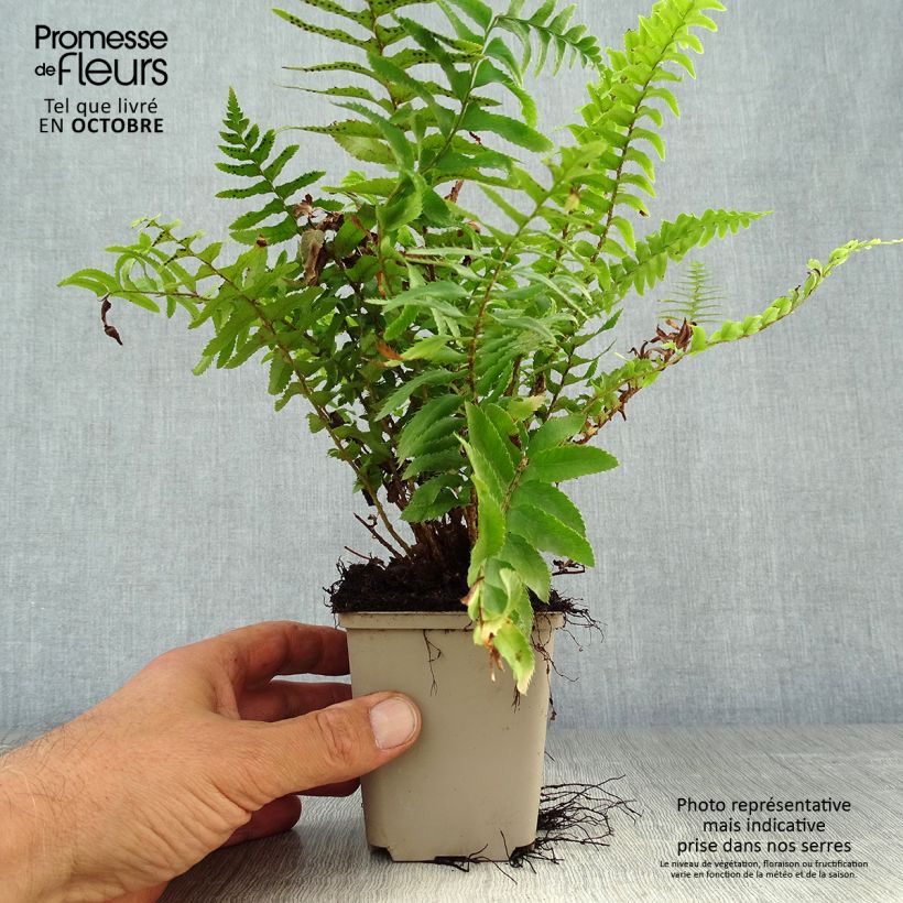 Esimerkki syksyllä toimitetusta Härkylä - Polystichum munitum 8/9 cm taimiruukku-taimesta