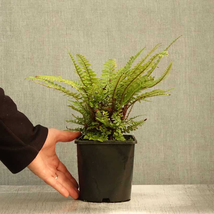 Esimerkki syksyllä toimitetusta Härkylä - Polystichum neolobatum 2 litran/3 litran ruukku-taimesta