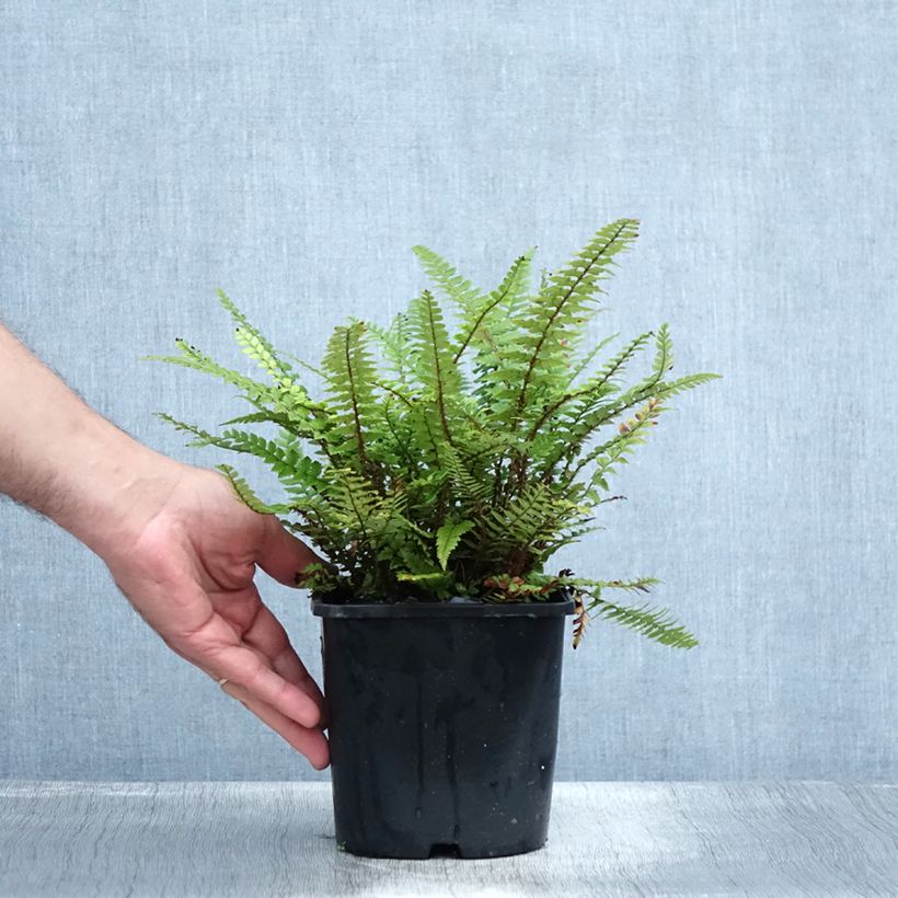 Esimerkki kesällä toimitetusta Härkylä - Polystichum neolobatum Pot de 2L/3L-taimesta