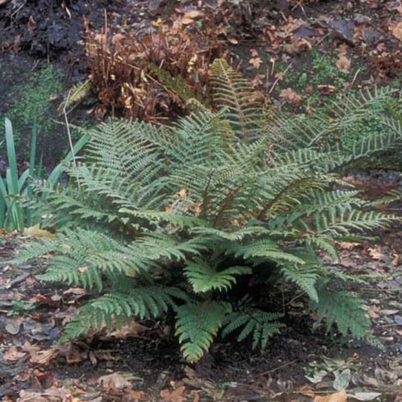 Härkylä - Polystichum polyblepharum (Kasvutapa)