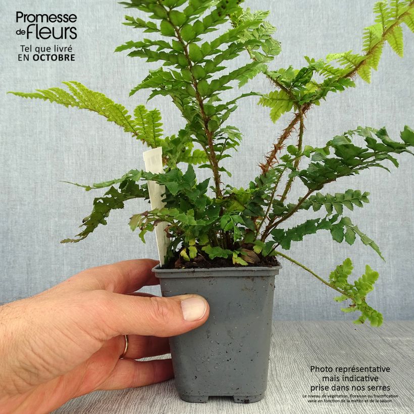 Esimerkki syksyllä toimitetusta Härkylä - Polystichum polyblepharum 8/9 cm taimiruukku-taimesta