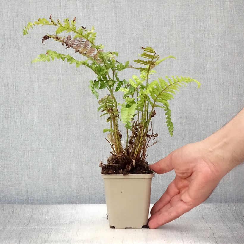 Esimerkki kesällä toimitetusta Härkylä - Polystichum polyblepharum Taimiruukku 8/9 cm-taimesta