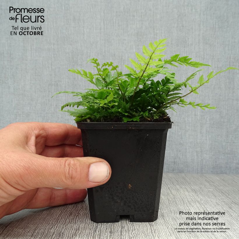 Esimerkki syksyllä toimitetusta Härkylä - Polystichum rigens 8/9 cm taimiruukku-taimesta
