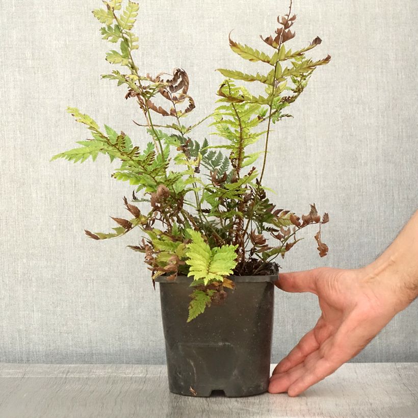 Esimerkki syksyllä toimitetusta Härkylä - Polystichum rigens 2 litran/3 litran ruukku-taimesta