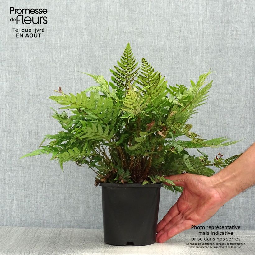 Esimerkki kesällä toimitetusta Härkylä - Polystichum rigens Ruukku 2L / 3L-taimesta