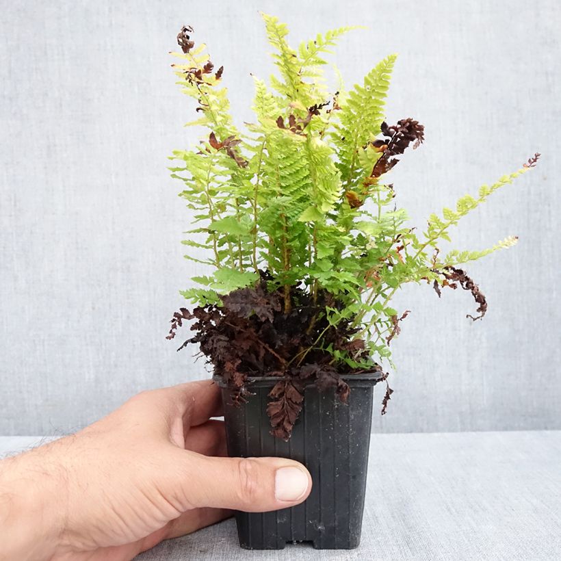 Esimerkki syksyllä toimitetusta Kilpihärkylä Densum 8/9 cm taimiruukku-taimesta