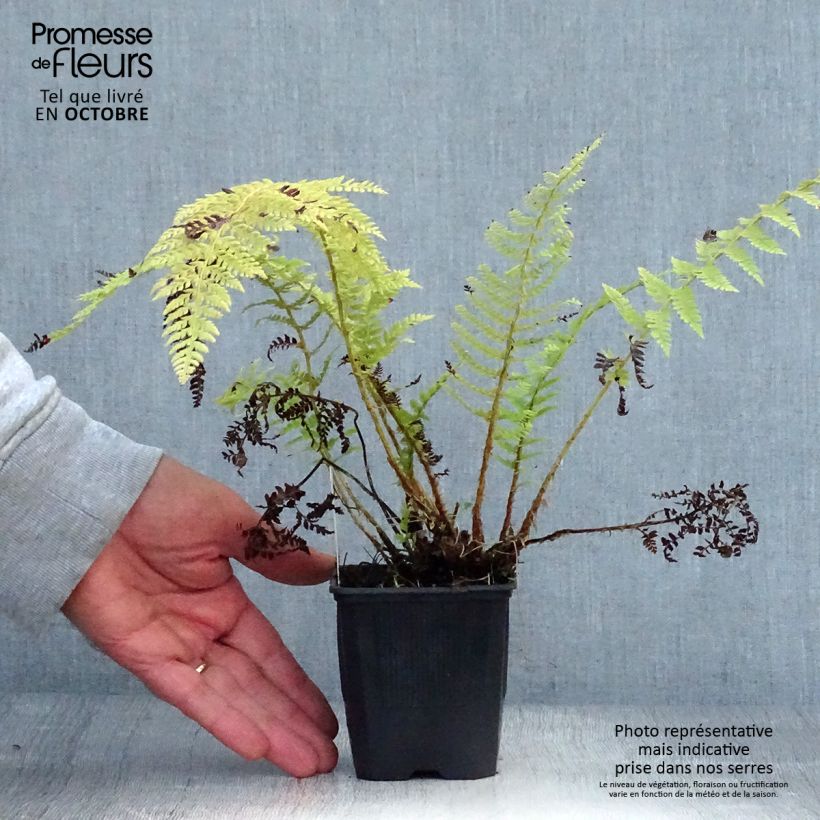 Esimerkki syksyllä toimitetusta Kilpihärkylä - Polystichum setiferum 8/9 cm taimiruukku-taimesta