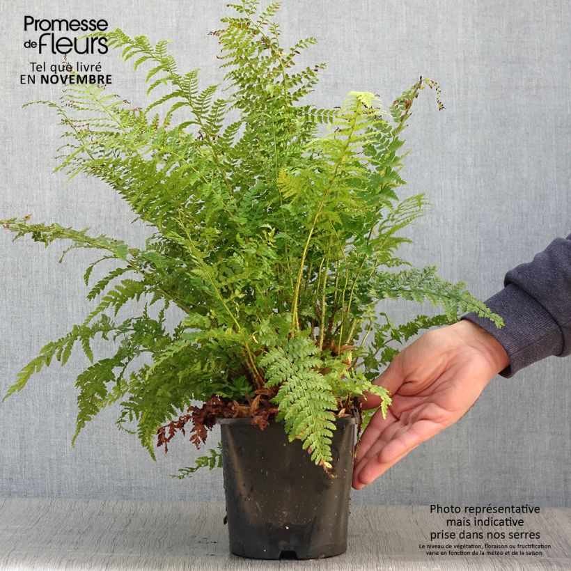 Esimerkki syksyllä toimitetusta Kilpihärkylä - Polystichum setiferum 2 litran/3 litran ruukku-taimesta
