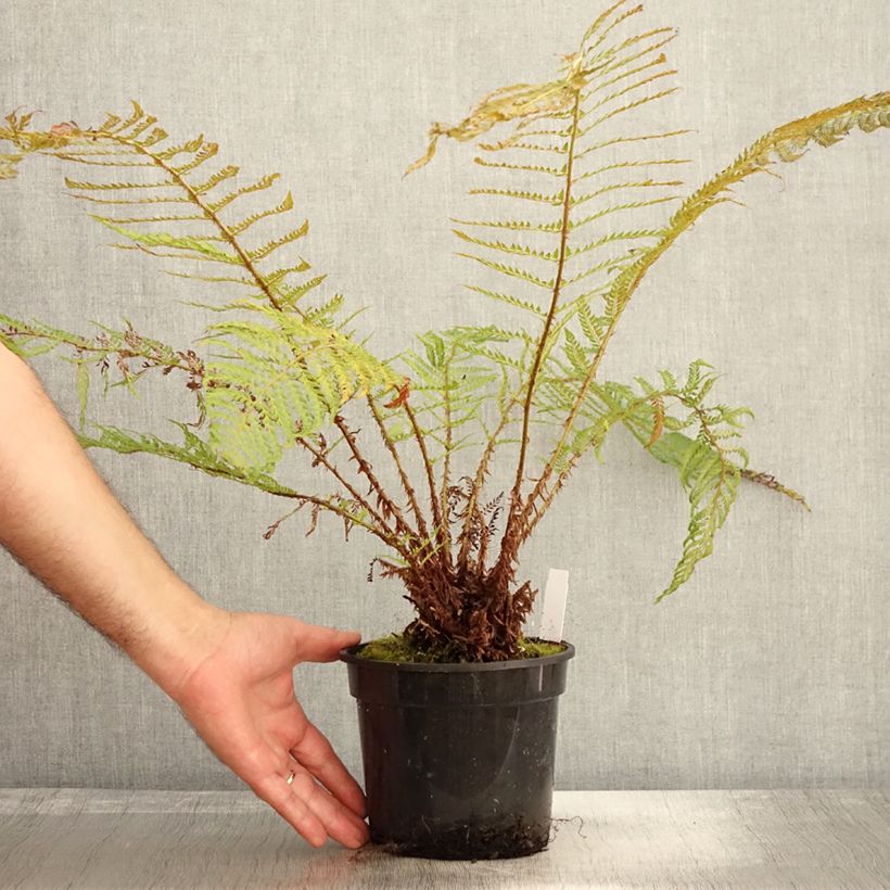 Esimerkki syksyllä toimitetusta Polystichum setiferum Plumosum Bevis - Aspidie à cils raides Pot de 2L/3L-taimesta
