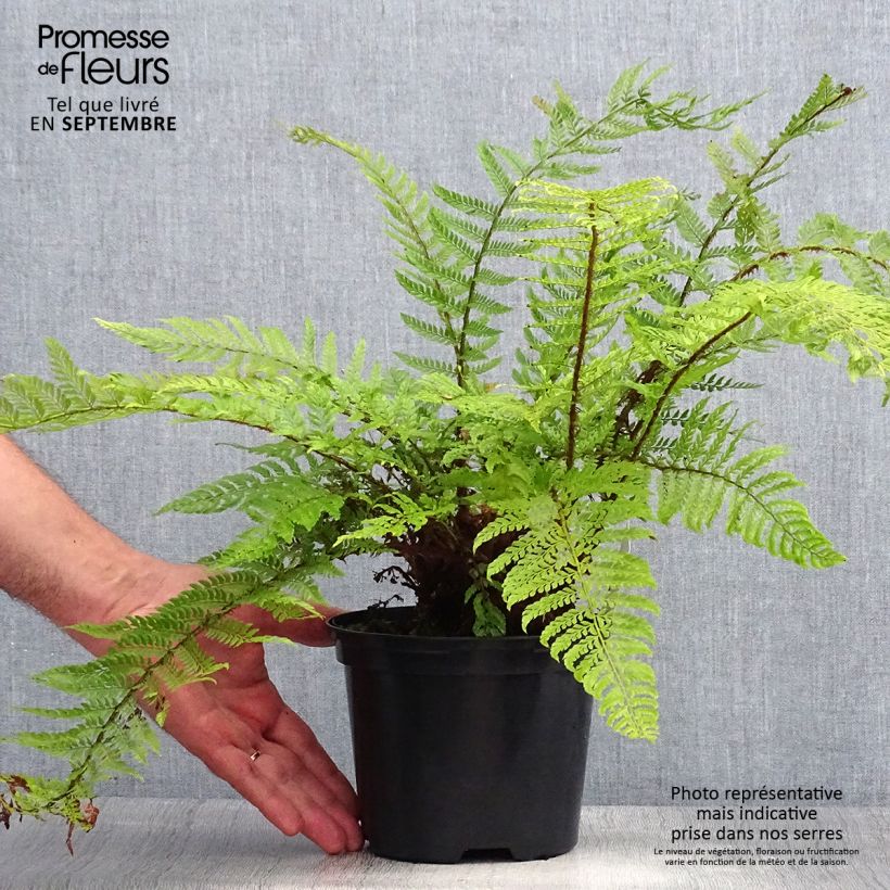 Esimerkki kesällä toimitetusta Kilpihärkylä Plumosum Bevis Pot de 2L/3L-taimesta
