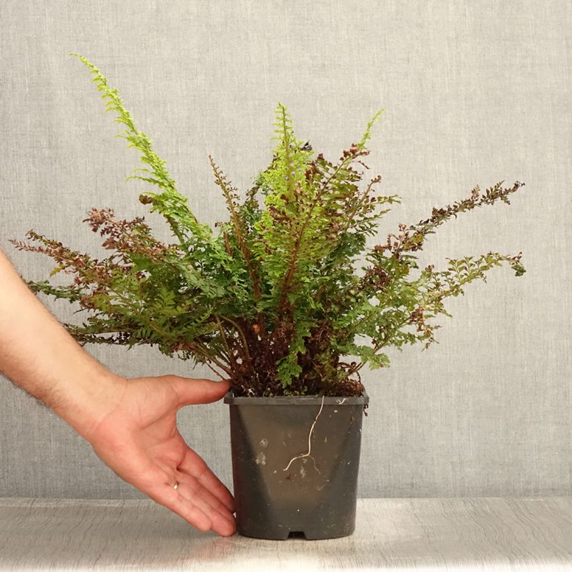 Esimerkki kesällä toimitetusta Kilpihärkylä Plumosum Densum Ruukku 2L / 3L-taimesta