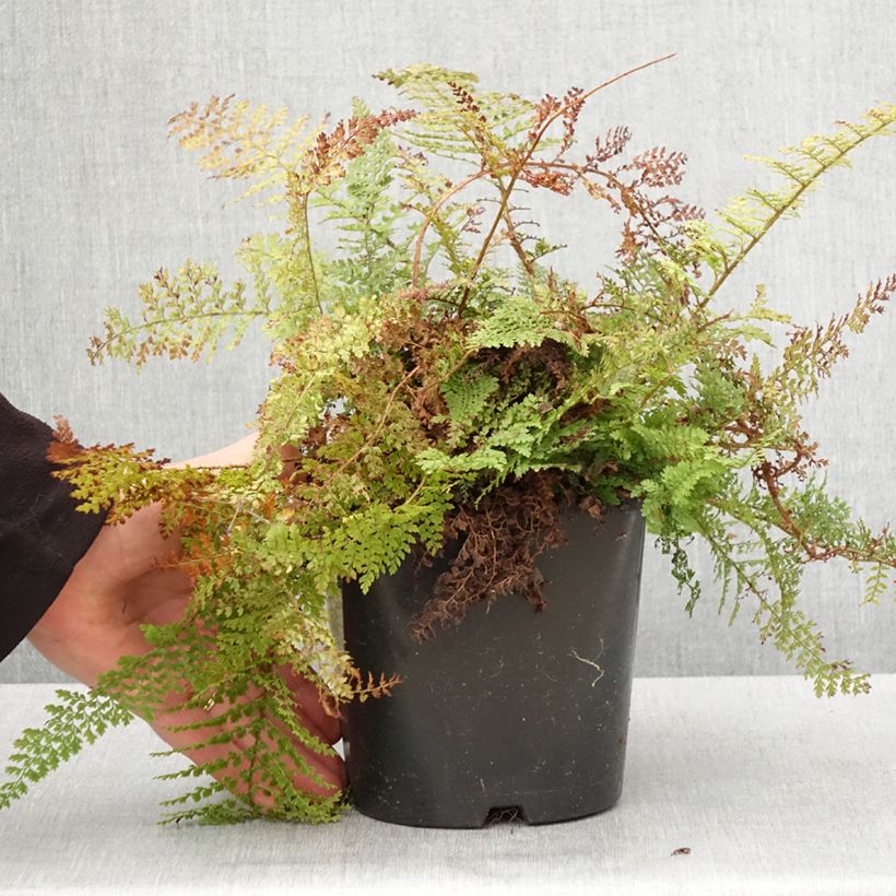 Esimerkki keväällä toimitetusta Polystichum setiferum Plumosum Densum - Fougère Pot de 2L/3L-taimesta