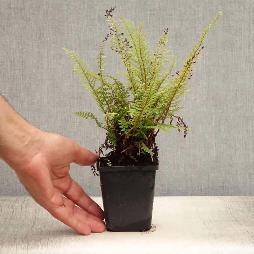 Esimerkki kesällä toimitetusta Kilpihärkylä Proliferum Godet de 8/9 cm-taimesta