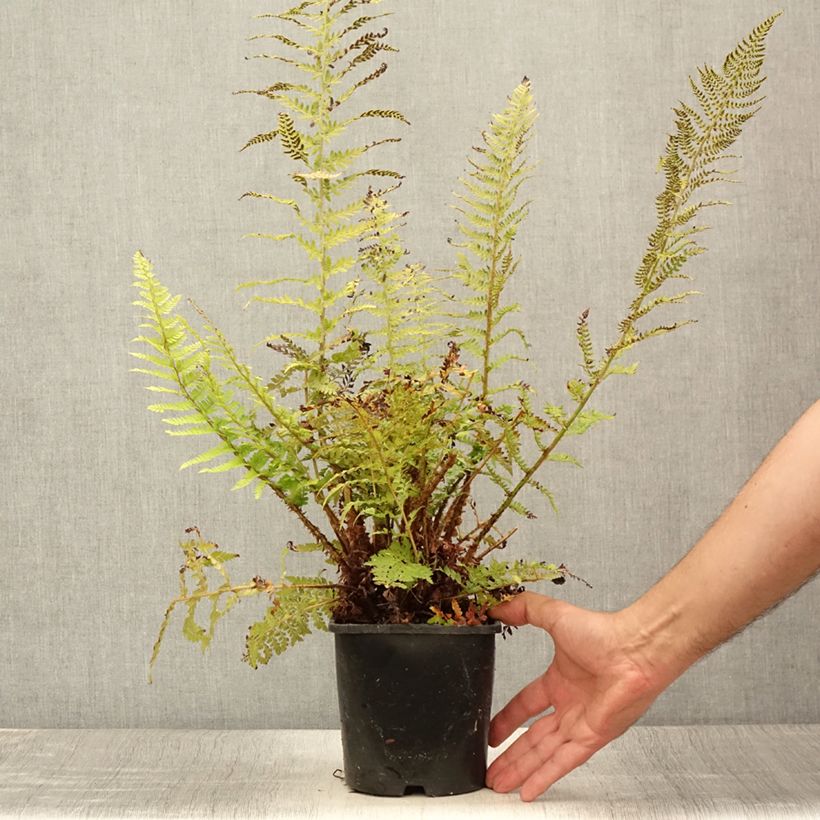 Esimerkki kesällä toimitetusta Kilpihärkylä Proliferum Pot de 2L/3L-taimesta
