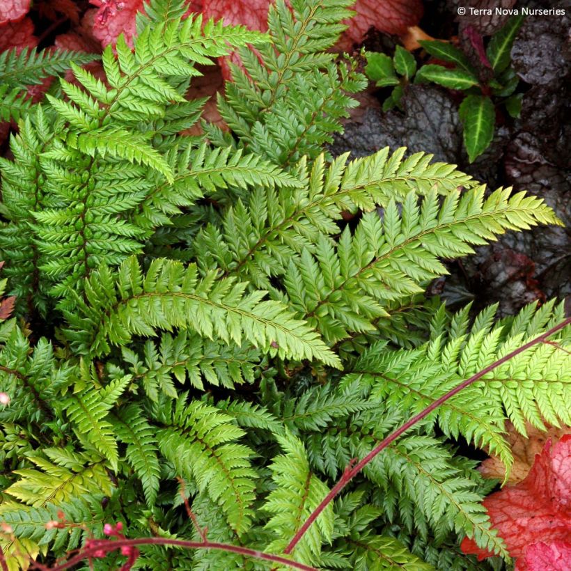 Härkylä Shiny Holy Fern (Kasvutapa)