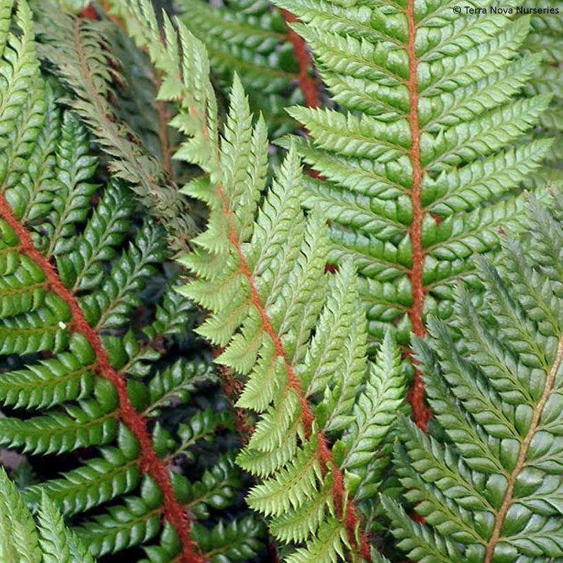 Härkylä Shiny Holy Fern (Lehvistö)