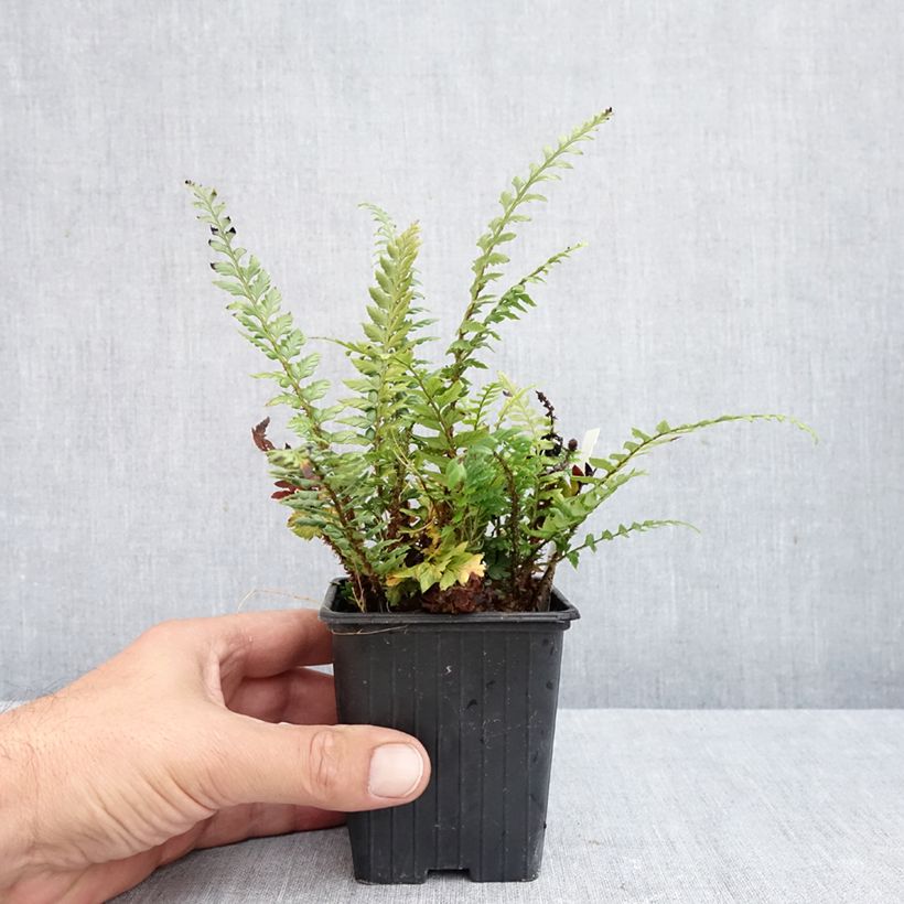 Esimerkki syksyllä toimitetusta Härkylä Shiny Holy Fern 8/9 cm taimiruukku-taimesta