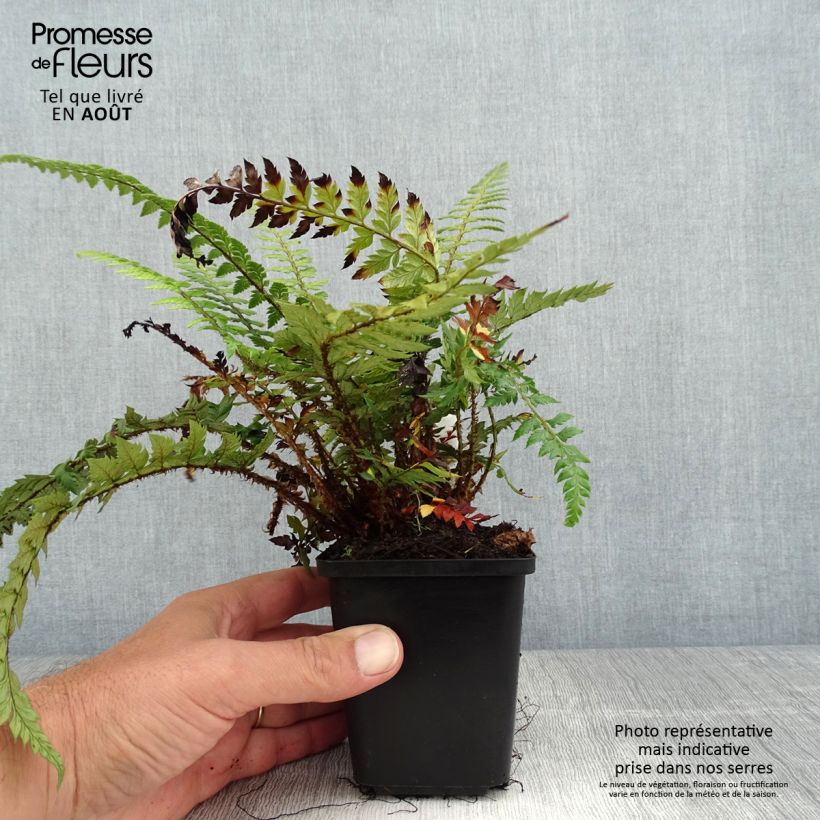 Esimerkki kesällä toimitetusta Härkylä Shiny Holy Fern Taimiruukku 8/9 cm-taimesta