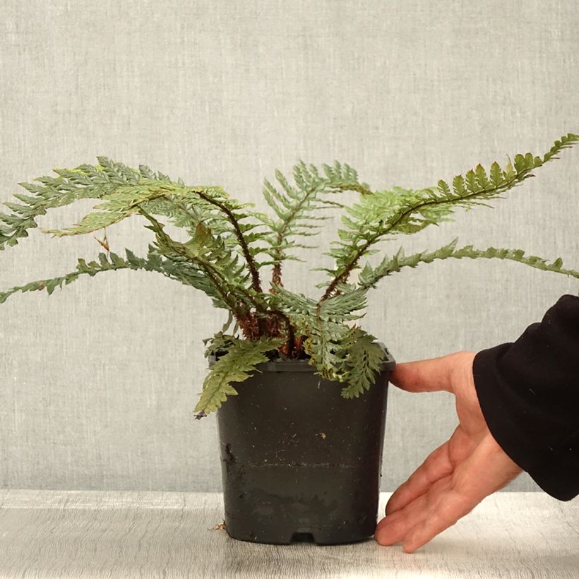Esimerkki syksyllä toimitetusta Härkylä Shiny Holy Fern 2 litran/3 litran ruukku-taimesta