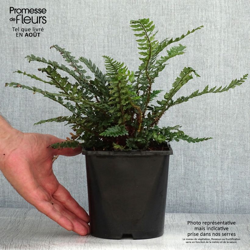 Esimerkki kesällä toimitetusta Härkylä Shiny Holy Fern Ruukku 2L / 3L-taimesta
