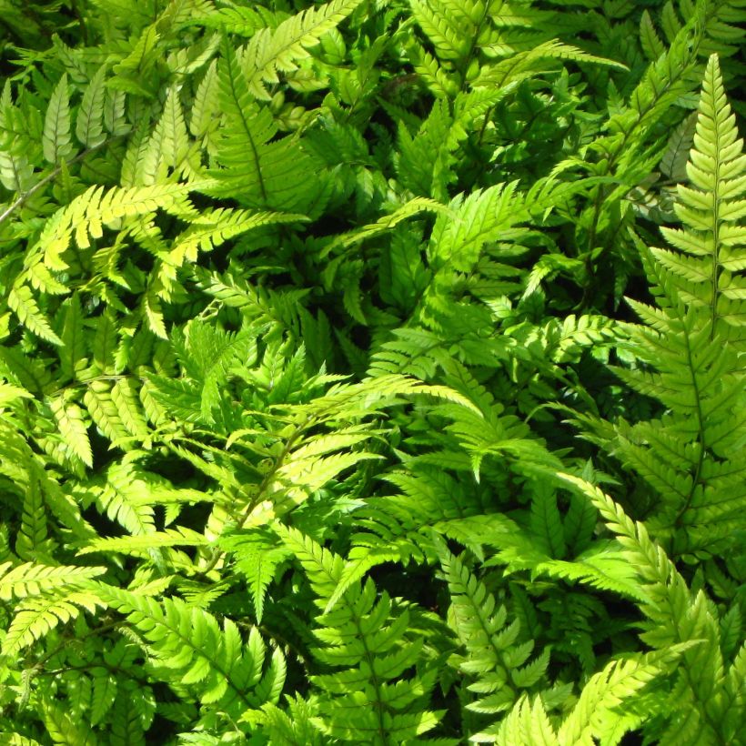 Härkylä - Polystichum tsus-simense (Lehvistö)
