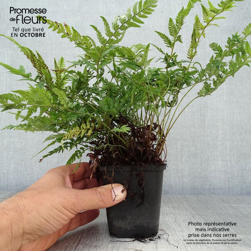 Esimerkki syksyllä toimitetusta Härkylä - Polystichum tsus-simense 8/9 cm taimiruukku-taimesta