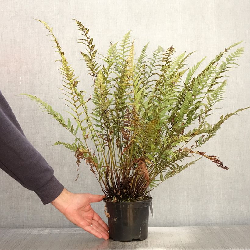 Esimerkki syksyllä toimitetusta Härkylä - Polystichum tsus-simense 2 litran/3 litran ruukku-taimesta