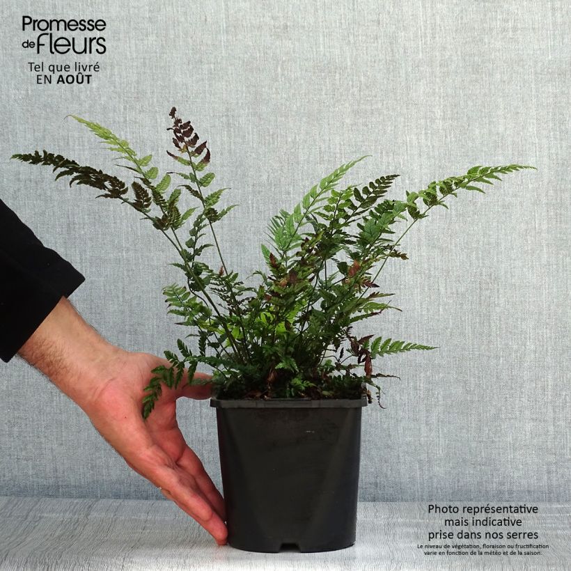 Esimerkki kesällä toimitetusta Härkylä - Polystichum tsus-simense Ruukku 2L / 3L-taimesta