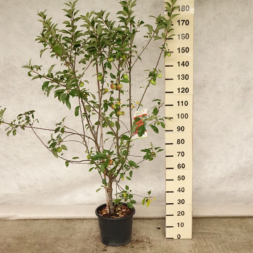 Esimerkki kesällä toimitetusta Pommier Antares Pot de 7,5L/10L, Gobelet-taimesta