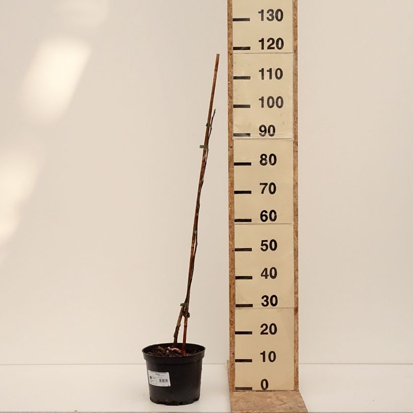 Esimerkki talvella toimitetusta Pommier Antonówka Zwykła Pot de 4L/5L, Scion-taimesta