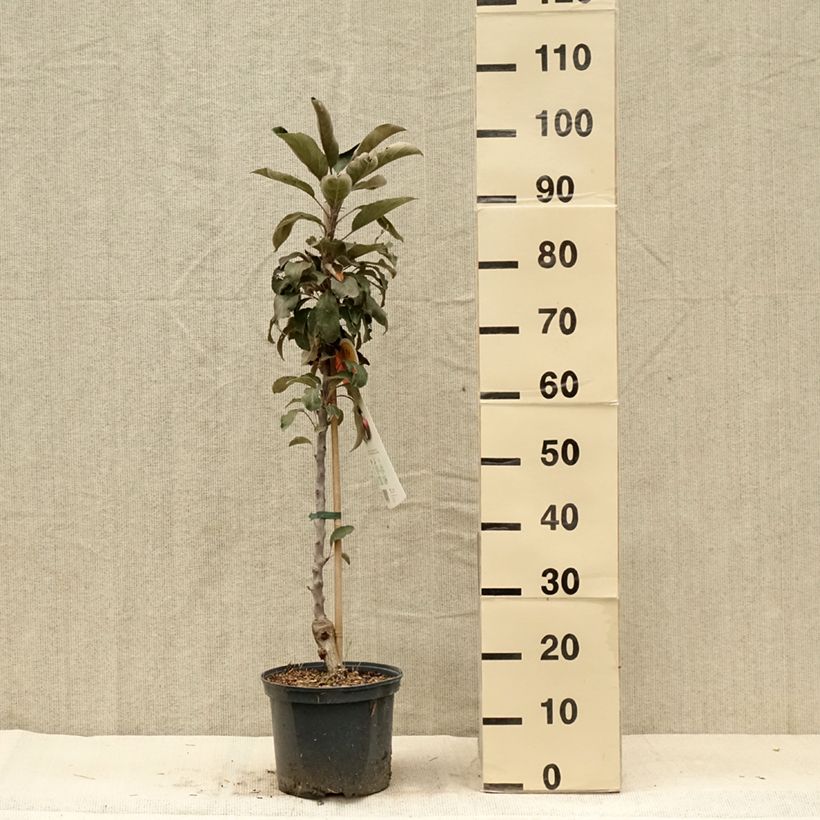 Esimerkki kesällä toimitetusta Koristeomenapuu Red Leaf Ruukku 4L / 5L-taimesta