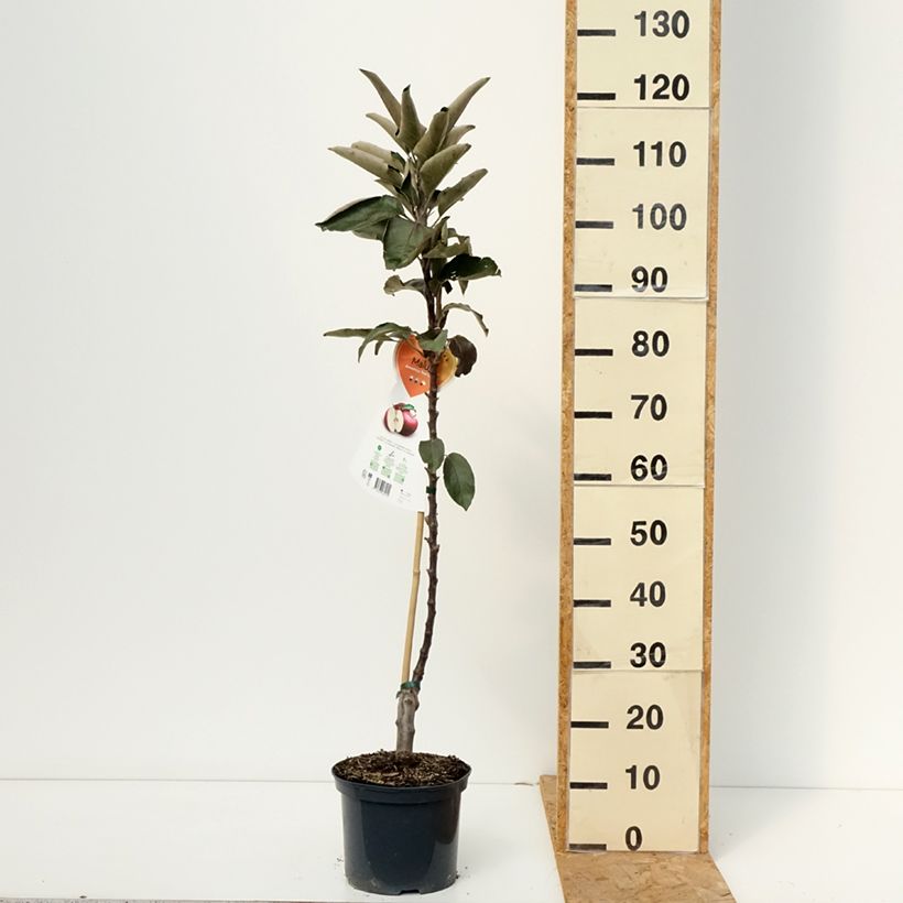 Esimerkki syksyllä toimitetusta Koristeomenapuu Red Leaf 4 litran/5 litran ruukku-taimesta