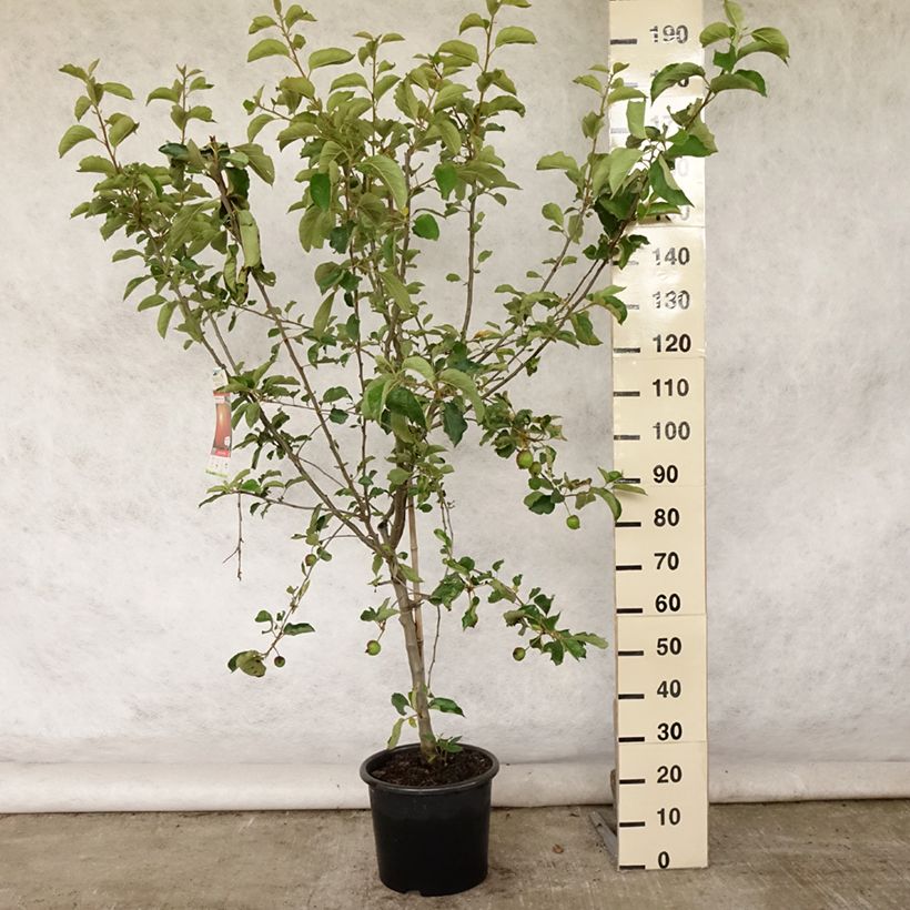 Esimerkki kesällä toimitetusta Tarhaomenapuu Belle de Boskoop 7,5 litran / 10 litran ruukku, Maljamainen-taimesta