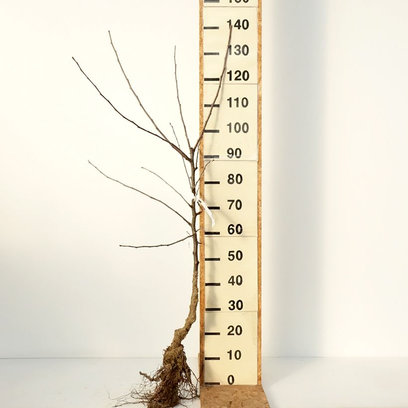 Esimerkki talvella toimitetusta Tarhaomenapuu Belle de Boskoop Paljaat juuret, Maljamainen-taimesta