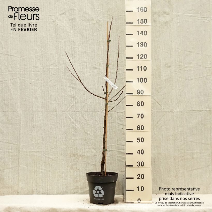 Esimerkki talvella toimitetusta Pommier Blush rosette - pomme sanguine Pot de 7,5L/10L, Gobelet-taimesta