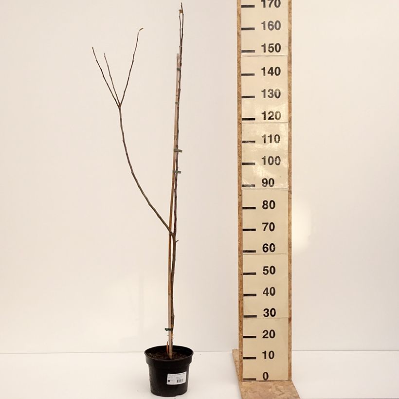 Esimerkki talvella toimitetusta Tarhaomenapuu Bramley's Seedling 4 litran/5 litran ruukku, Piiskataimi-taimesta