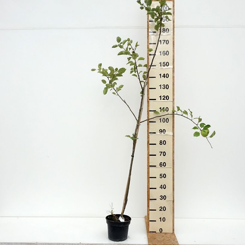 Esimerkki kesällä toimitetusta Tarhaomenapuu Bramley's Seedling 4 litran/5 litran ruukku, Piiskataimi-taimesta