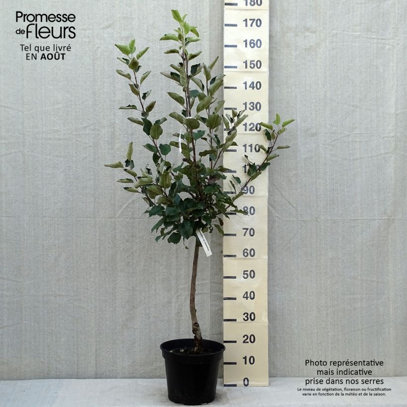 Esimerkki kesällä toimitetusta Pommier Calville Blanche - Malus domestica Pot de 7,5L/10L, Gobelet-taimesta