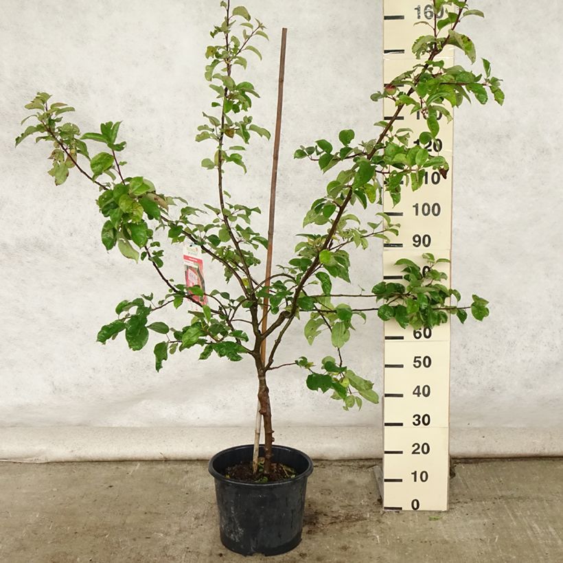 Esimerkki kesällä toimitetusta Pommier Choupette Pot de 7,5L/10L, Gobelet-taimesta