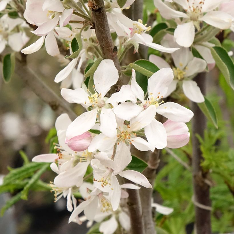 Tarhaomenapuu Ballerina Polka (Kukinta)
