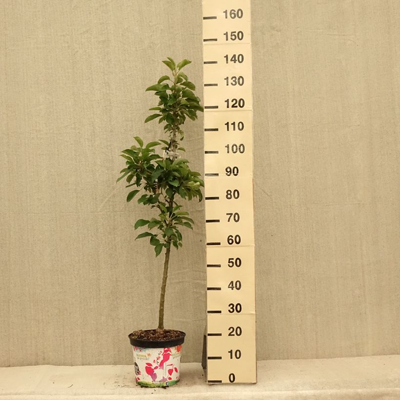 Esimerkki kesällä toimitetusta Pommier colonnaire Rhapsodie Pot de 6L/7L, Colonnaire-taimesta