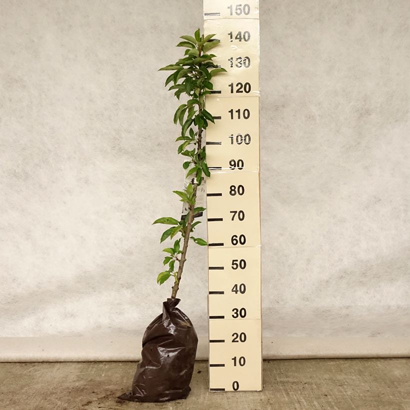 Esimerkki kesällä toimitetusta Pommier colonnaire Courson - Georges Delbard  Motte "Prêt-à-planter", Colonnaire-taimesta