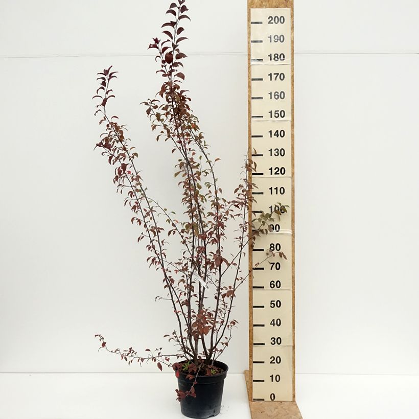 Esimerkki kesällä toimitetusta Koristeomenapuu Courtarou (Coccinella) Pot de 7,5L/10L-taimesta