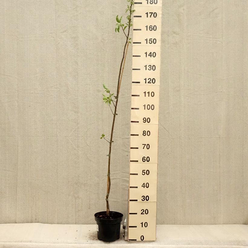 Esimerkki keväällä toimitetusta Koristeomenapuu John Downie Pot de 4L/5L-taimesta