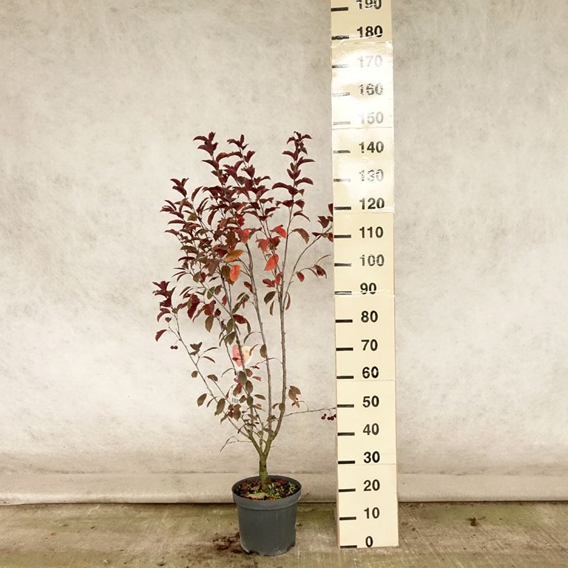 Esimerkki kesällä toimitetusta Koristeomenapuu Liset Pot de 7,5L/10L-taimesta