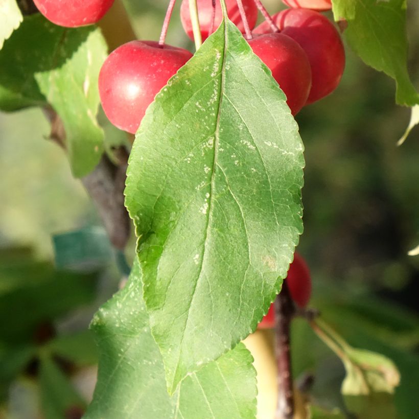 Purppuraomenapuu Ola (Lehvistö)