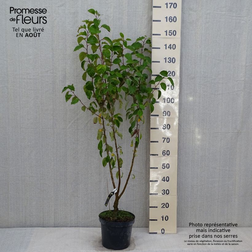 Esimerkki kesällä toimitetusta Koristeomenapuu Evereste Ruukku 7,5L / 10L, Mini-tige-taimesta