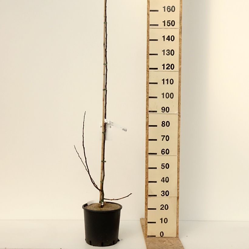 Esimerkki talvella toimitetusta Koristeomenapuu Prairiefire Pot de 12L/15L, Baliveau-taimesta