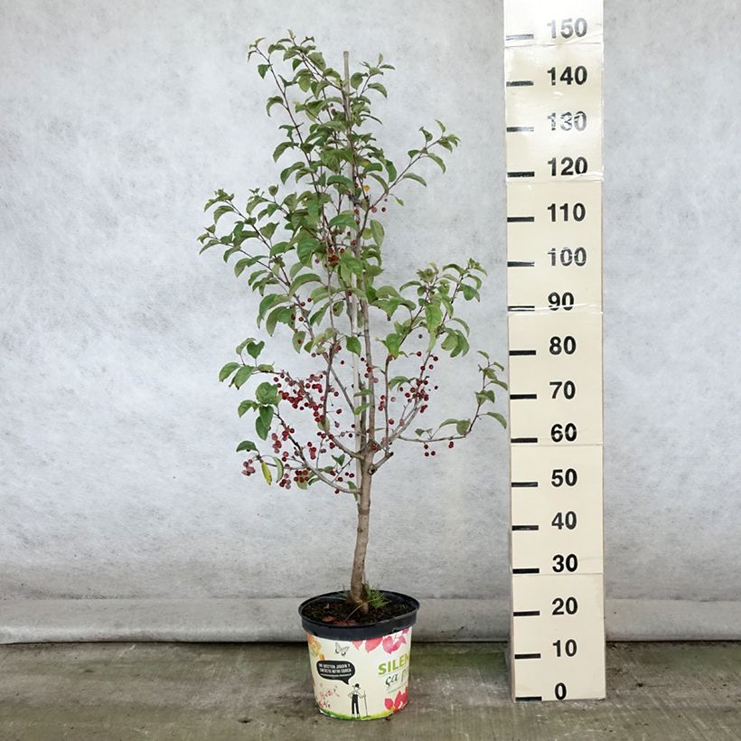 Esimerkki kesällä toimitetusta Koristeomenapuu Red Jewel Pot de 7,5L/10L, Fuseau-taimesta
